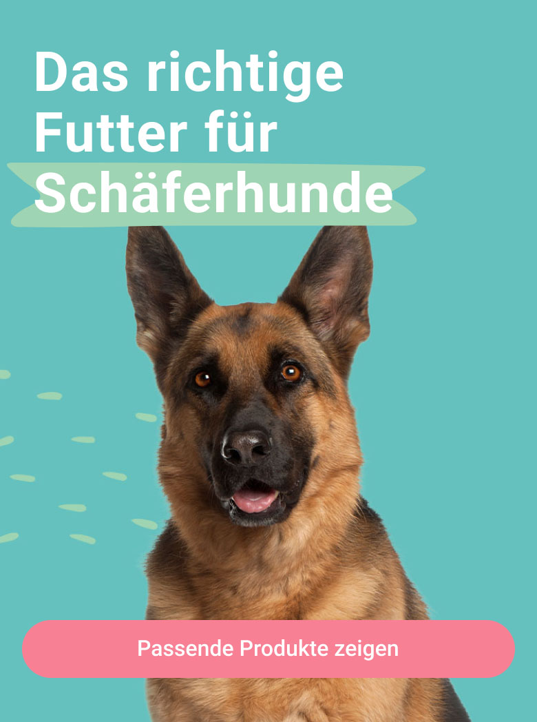 PD-LP-dog-breeds-header-01-schaeferhund-240110
