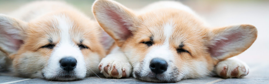 header corgi welpen