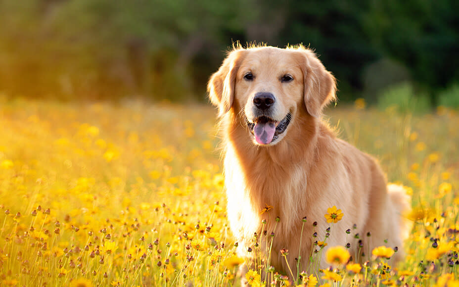 Große Hunderassen Golden Retriever