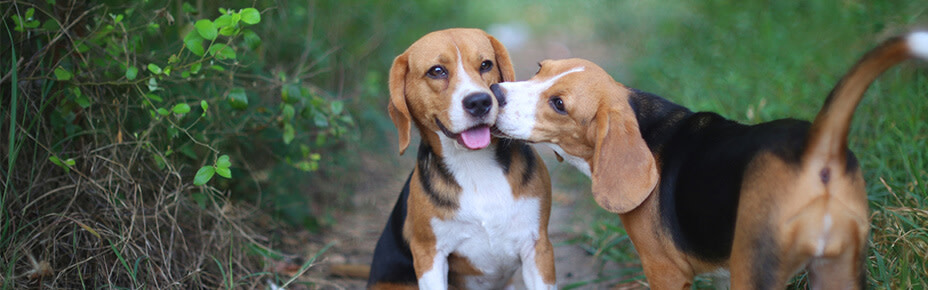 header hunderasse beagle