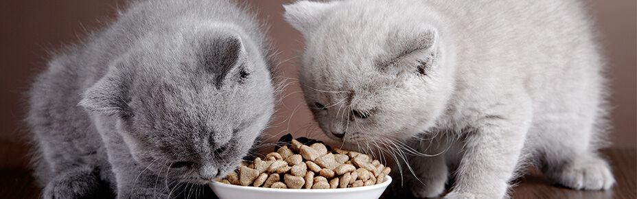 Trockenfutter fr Katzen und Kitten richtig fttern - Pets Deli