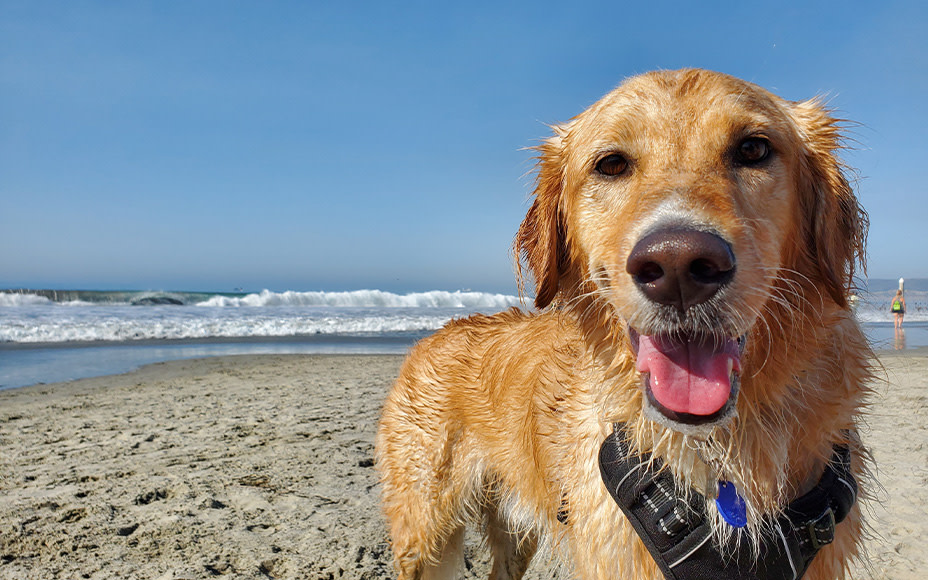 Hund am Strand