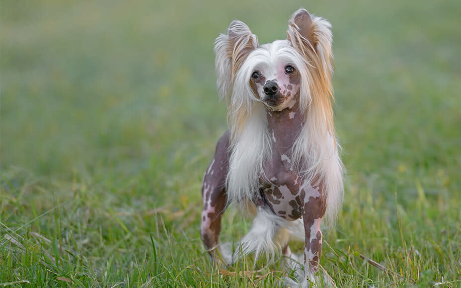 20220318 asiatische hunderassen chinesischer schopfhund