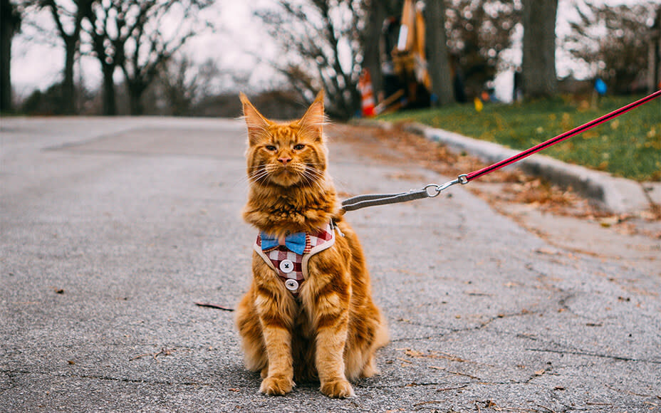 Maine Coon an der Leine