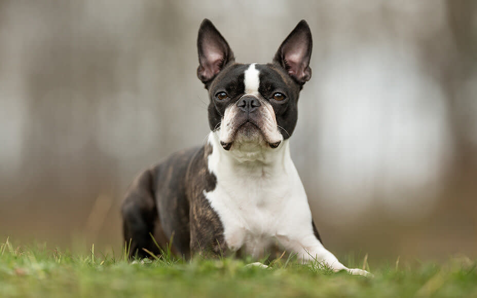 amerikanische hunderassen boston terrier