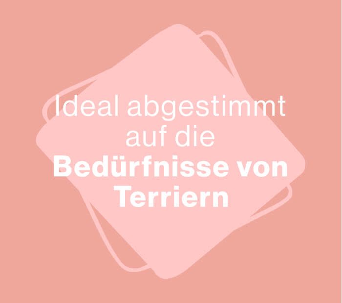 Adtile Terrier bedürfnisse