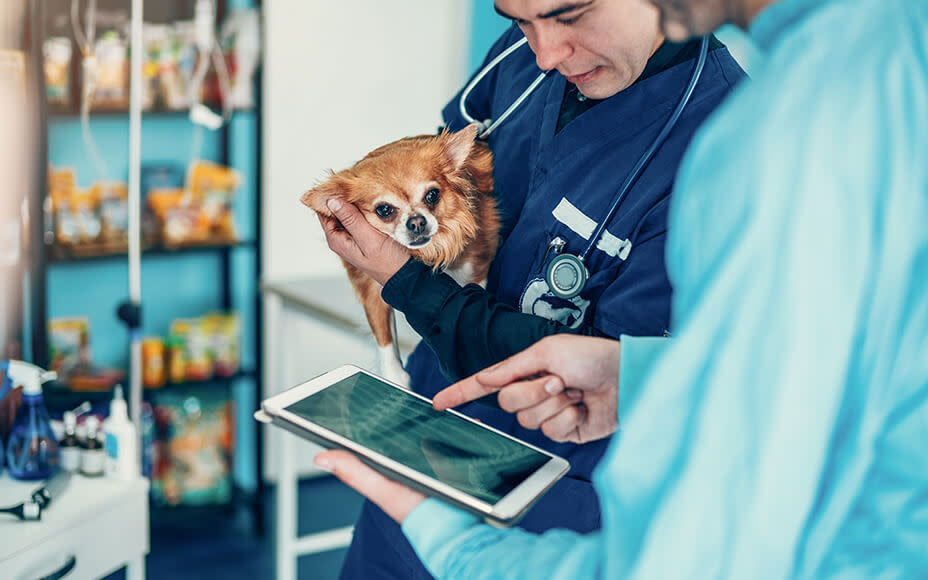 Alkalische Phosphatase Beim Hund Erhöht www.petsdeli.de