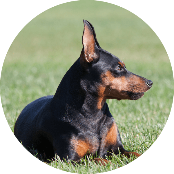 Hund Mini-Line Zwergpinscher2 Bubble