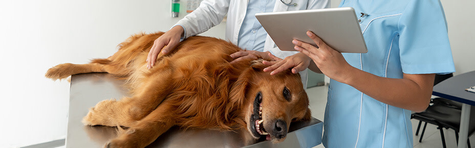 Hüftdysplasie beim Hund: Symptome, Ursache und Behandlung - Pets Deli