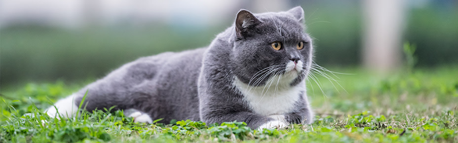 Katzen-Gewicht: Wie schwer darf deine Katze sein? - Pets Deli