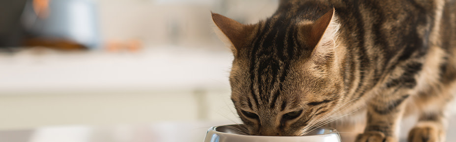 Header Katze Ernährung