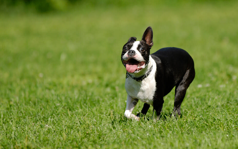 hunderasse boston terrier