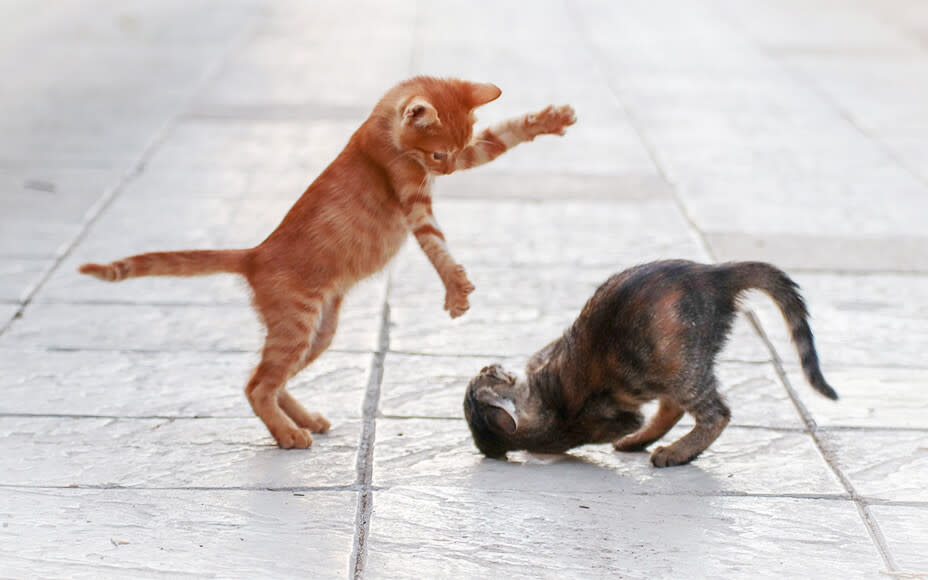 Zwei Kitten spielen miteinander
