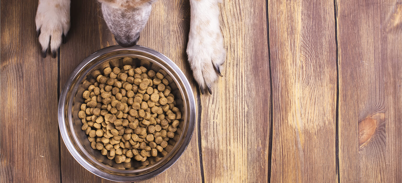 Hilfe! Mein Hund frisst nicht mehr Futterakzeptanz bei Hunden Pets Deli