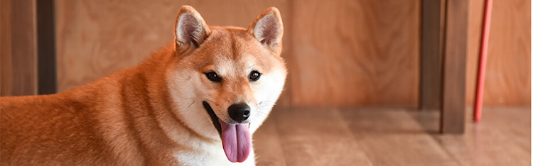 Der Akita Inu ein eigensinniger Weggefährte Pets Deli