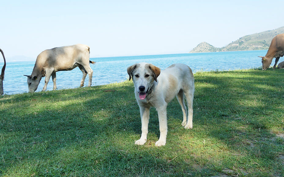 griechische hunderassen schaeferhund