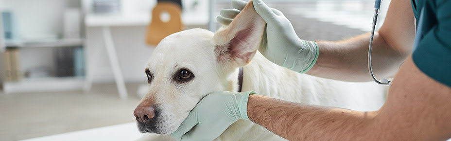 Hund wird im Ohr untersucht