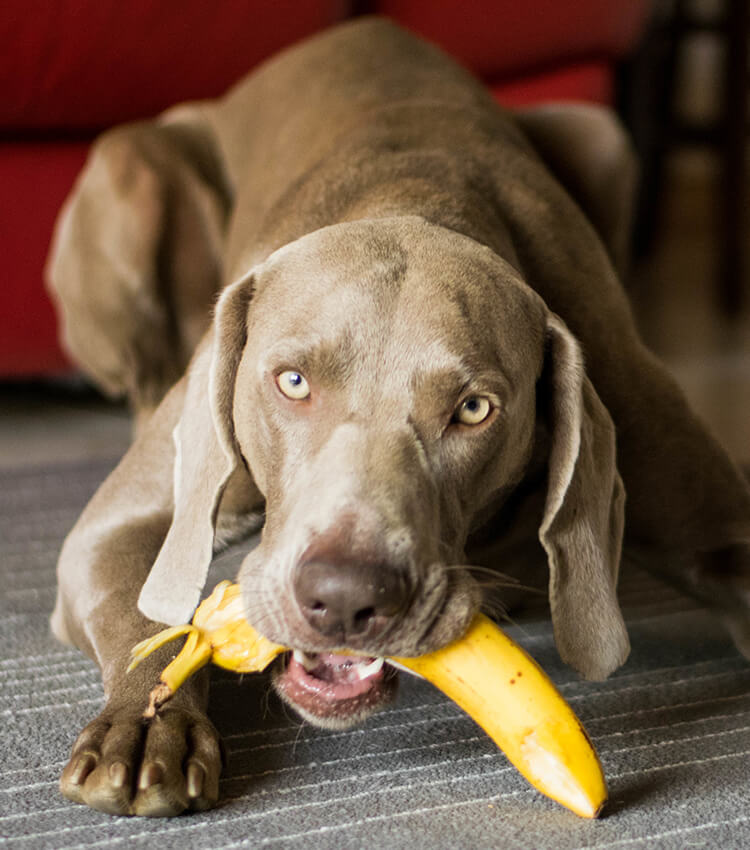 Katze Und Banane