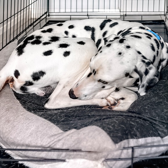 Cta Hund liegt in Box