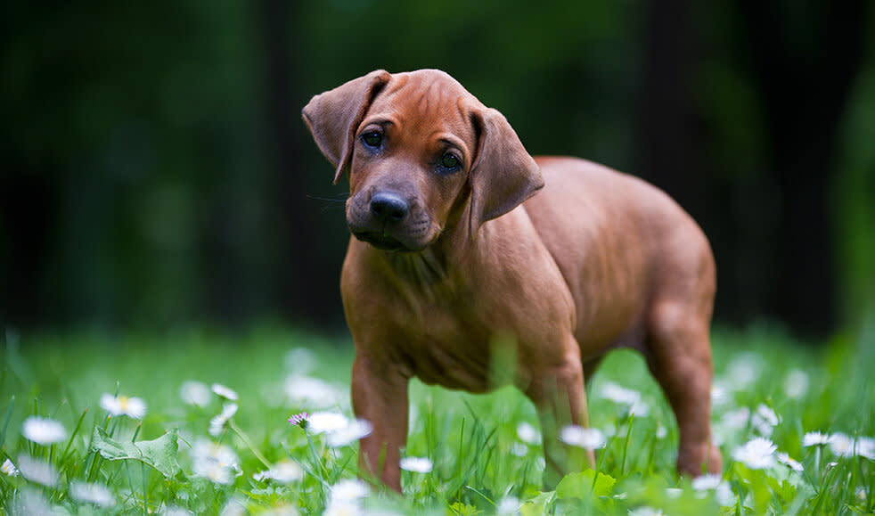 Rhodesian-Ridgeback-Welpe-im-Gras