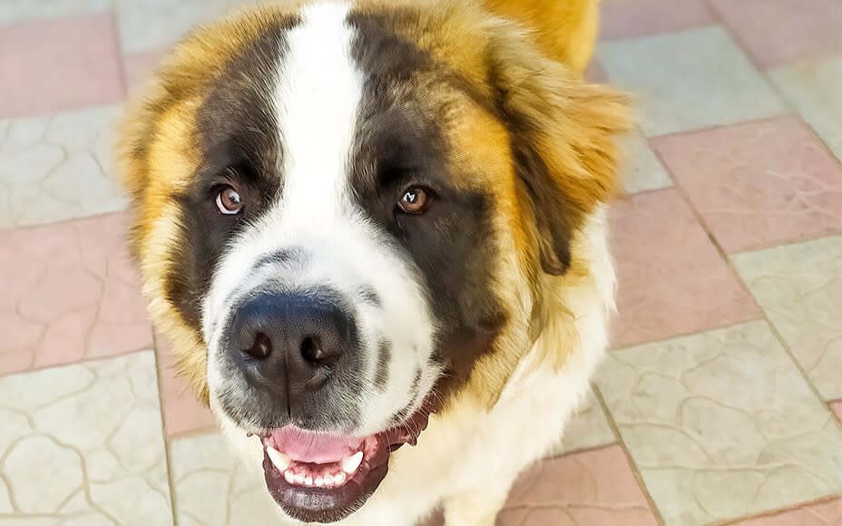 russische hunderassen moskauer wachhund