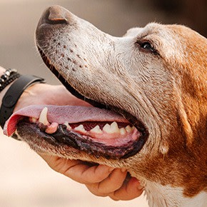 CTA Altersschwäche beim Hund