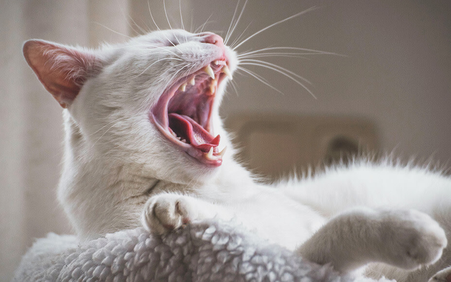 zahnpflege bei katzen zaehne