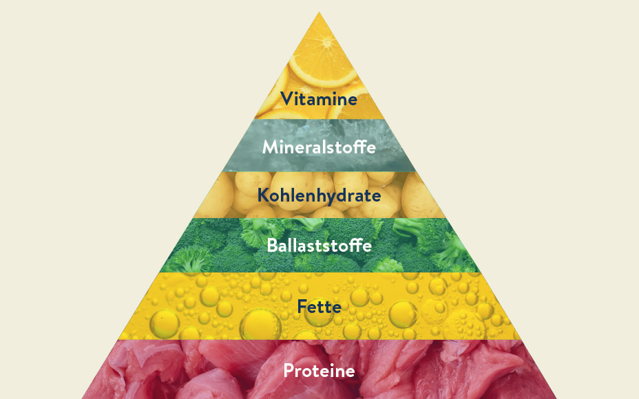 Ernährungspyramide für Katzen