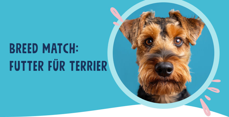 PNJ-header-mobile-dog-terrier-DE-250912