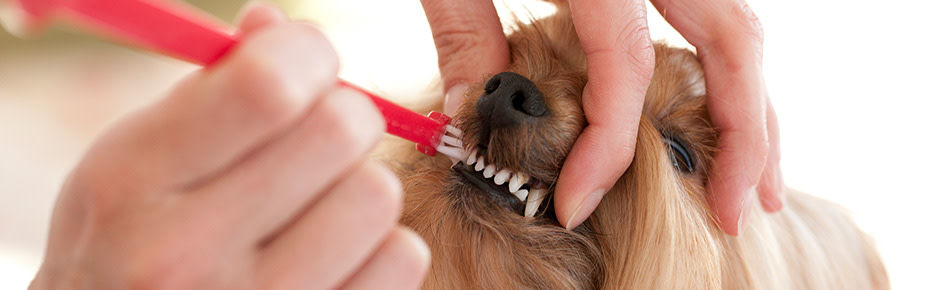 Hund die Zähne putzen