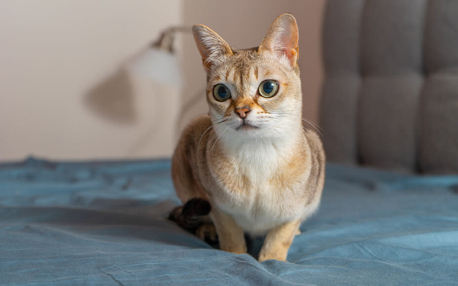 Hellbraune Katze mit großen Augen