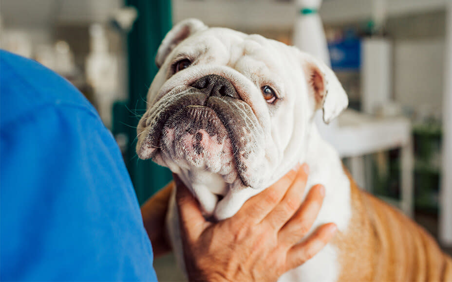 hunderasse englische bulldogge gesundheit