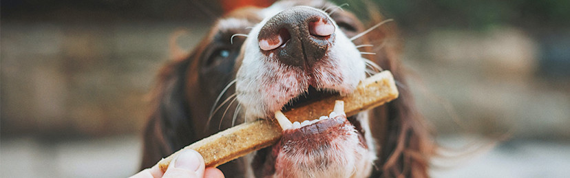Hund Zu Viel Calcium Symptome