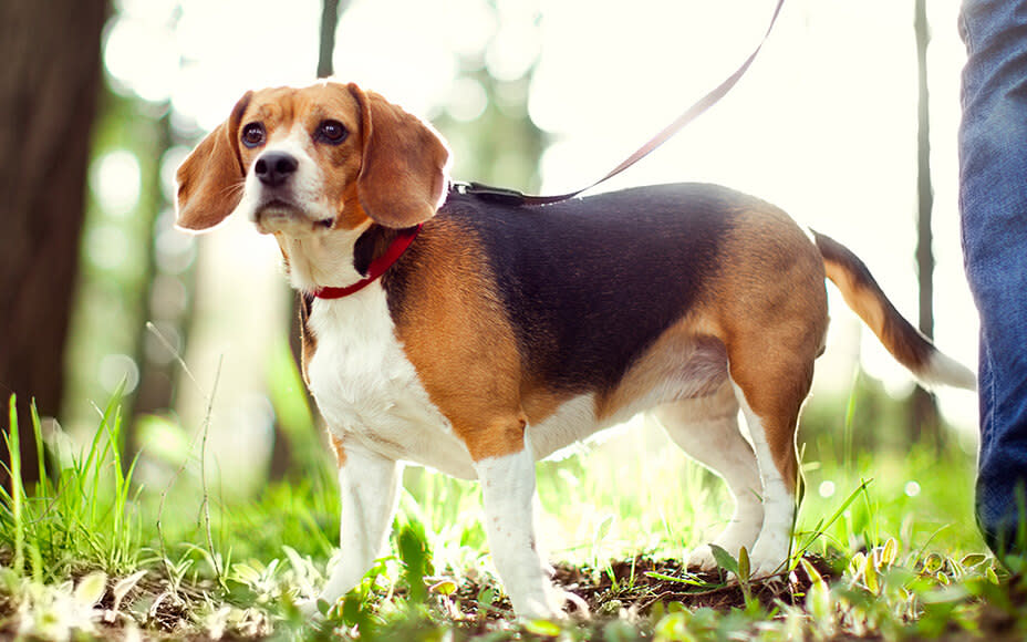 mittelgroße hunderassen beagle