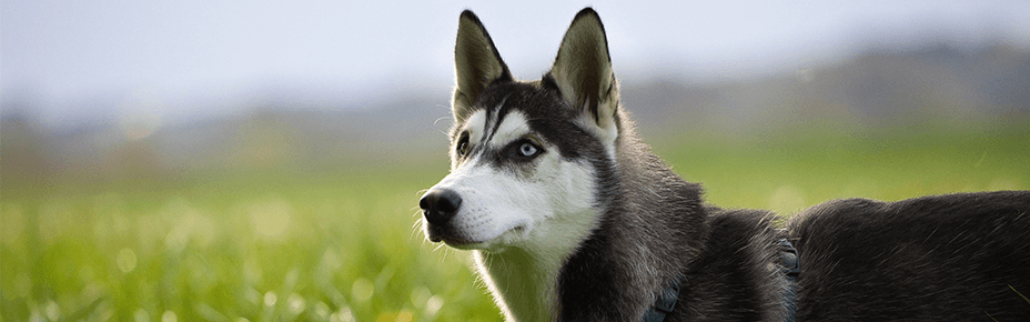 Header Hunderasse Husky