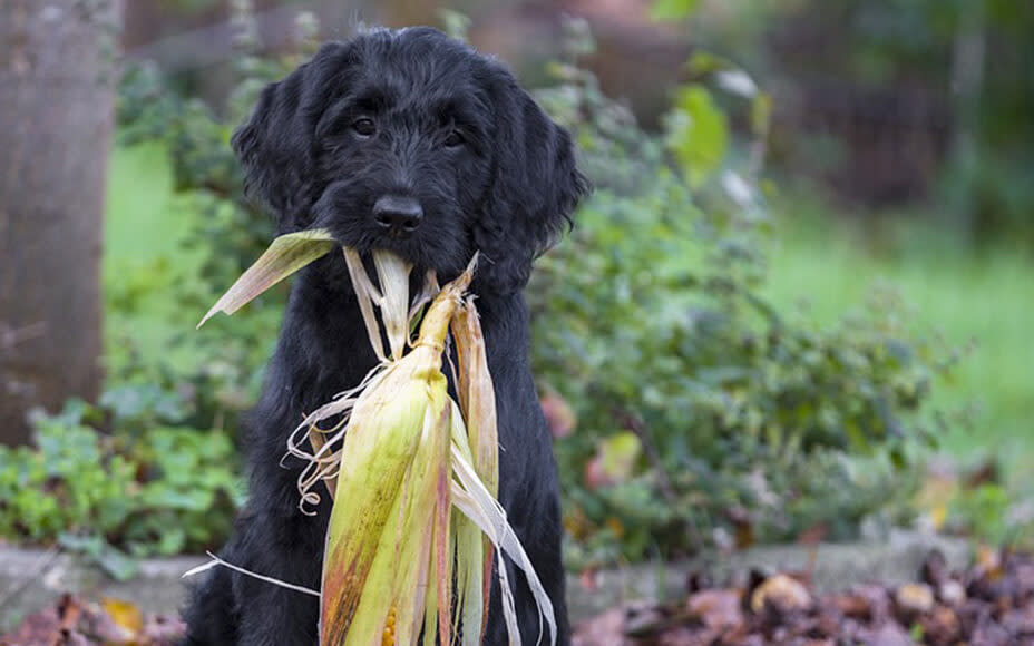 Maiskolben Hund