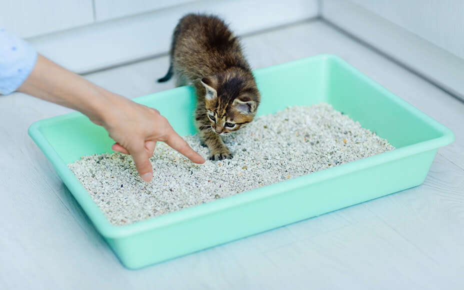 Kitten geht auf Katzenklo