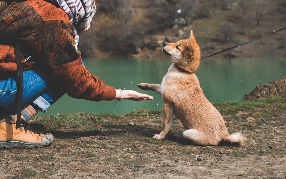 akita inu welpe erziehung