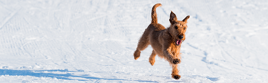 Header Hundepfoten Winter schützen