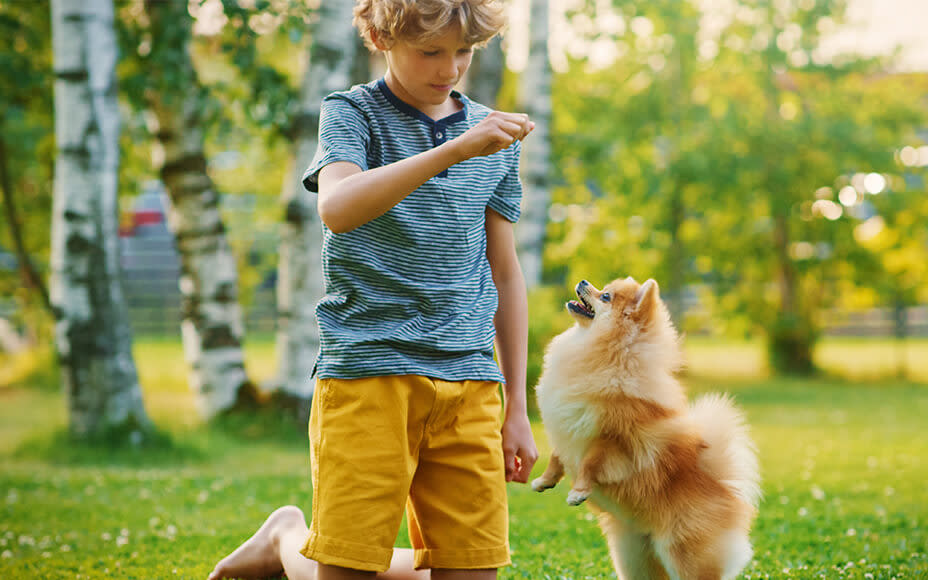 familien hunderasse zwergspitz pomeranian