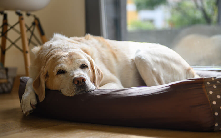 Hund liegt in Körbchen