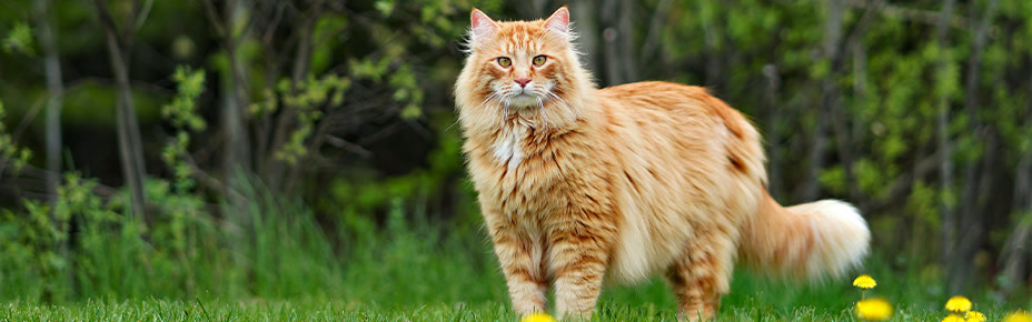 Große rotbraune Maine Coon