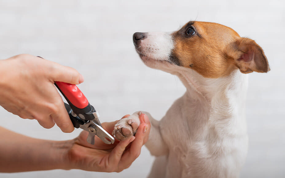 Hund werden Krallen geschnitten