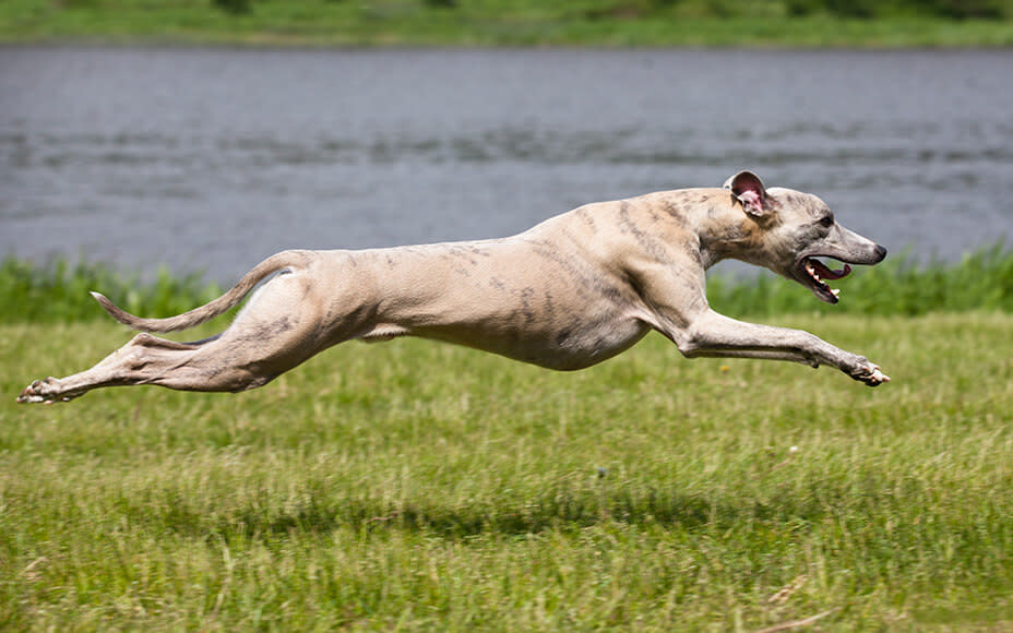 hunderasse greyhound