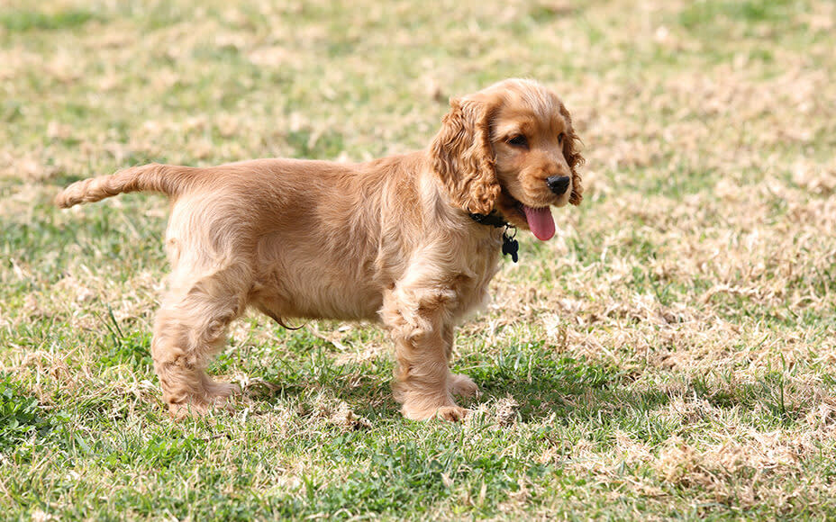 cocker spaniel welpen