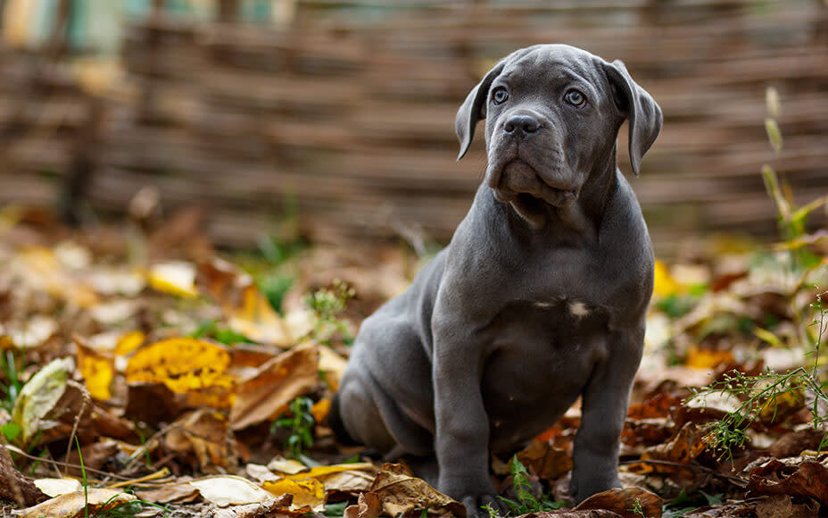 hunderasse cane corso portrait