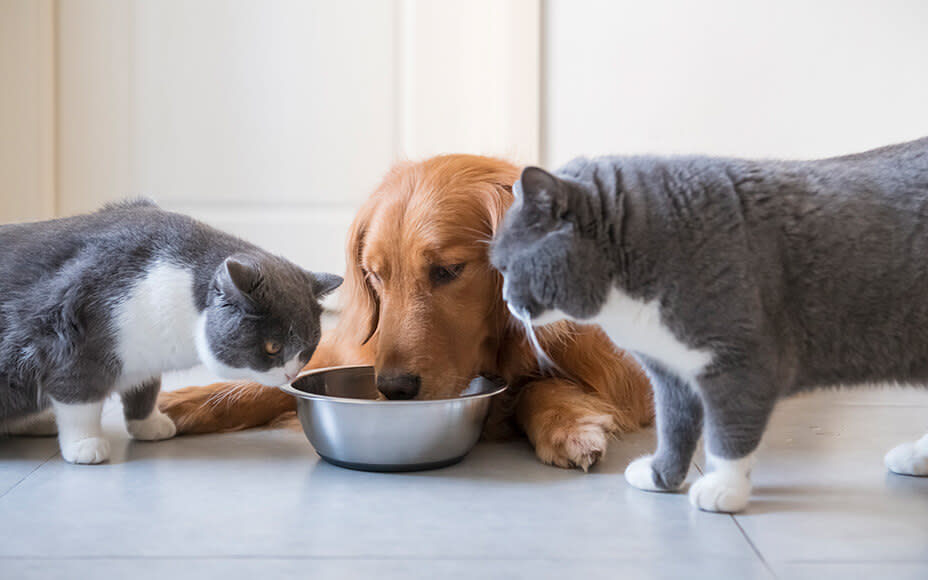 gesundes tierfutter hund und katze