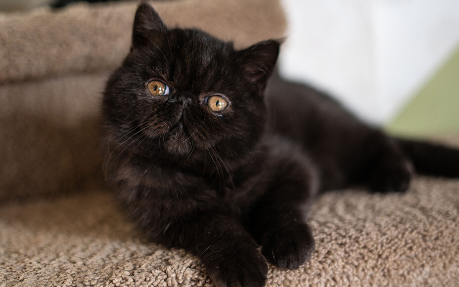 freundliche katzenrassen exotic shorthair