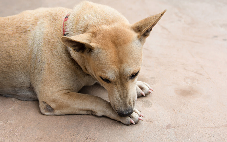 leckekzem beim hund pfote lecken