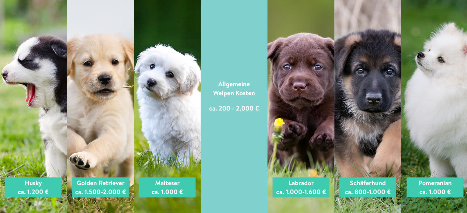 211029-LP-Puppy-Costs-mobile